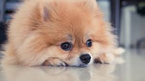 Maybe you would like to learn more about one of these? The Dog Did Not Develop Symptoms Of Illness While Infected And Had Been Allowed To Return Home After Finally Testing Negative For The Virus Live Science