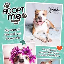 Express vets provides a caring and professional staff, a clean and convenient environment, and remarkably affordable pricing. Adopt Me Today This Sweet Pet Express Animal Hospital Facebook
