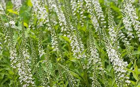 Image result for Lysimachia brevipes