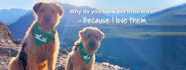 Our commitment is to provide you and your dog with the best customer service and a great pet insurance plan. Healthy Paws Pet Insurance Foundation Linkedin