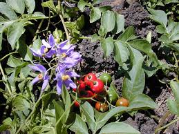 Image result for Solanum supinum