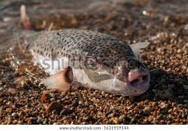 Image result for Lepidagathis pallescens