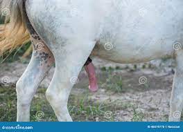 Verga de caballo