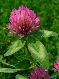 Red Clover Clover Seed Clover Plant Plants