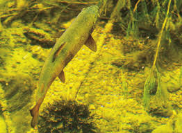 Wikipedia, trésor de la langue française, lexilogos, dictionnaire. Nymphe Ne Manquez Pas L Aplomb Peches Sportives