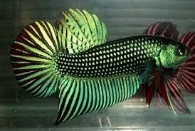 Pin By Wild Betta Fish Usa On Splendens Complex Betta Pets Animals