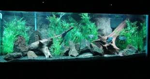 Freshwater Tanks Page 12 Ratemyfishtank Com Aquarium Fish Tank Fresh Water Fish Tank Fish Tank Decorations