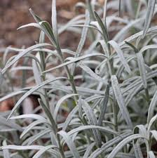 Image result for Gomphostigma