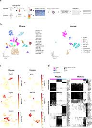 The feature is only available on the. Single Cell Rna Sequencing Reveals The Mesangial Identity And Species Diversity Of Glomerular Cell Transcriptomes Nature Communications