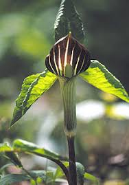 Arisaema triphyllum (l.) schott in h.w.schott & s.l.endlicher, 1832. Arisaema Triphyllum Wikispecies