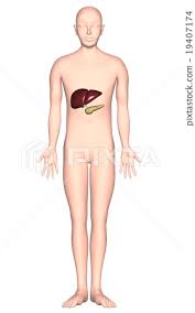 Human Body Anatomical Chart Ver 2 Liver Stock