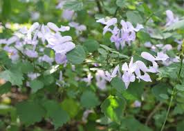 Image result for Plectranthus mandalensis