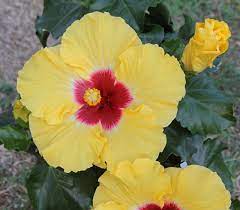 Wenn du für ausreichend wasser und luftfeuchtigkeit sorgst, verträgt der hibiskus auch die nähe zur heizung gut. Zimmer Hibiskus Hibiscus Rosa Sinensis