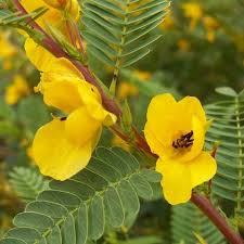 Image result for Chamaecrista parva