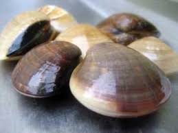 Seperti di sungai dan danau. 8 Jenis Kerang Yang Banyak Sering Dikonsumsi Di Indonesia