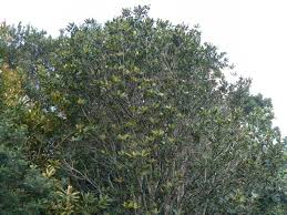 Image result for Rapanea