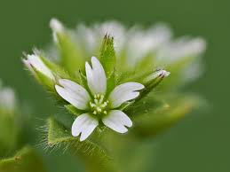 Image result for Cerastium glomeratum