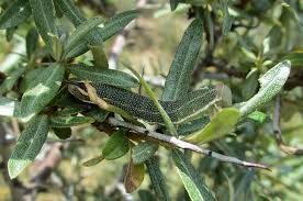 Image result for Hylebates