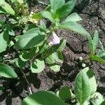 Image result for Justicia heterocarpa