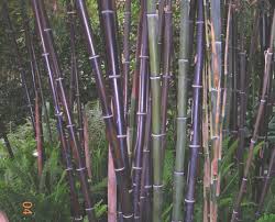 Bamboo barriers should run 30 inches deep; Bamboo Growth