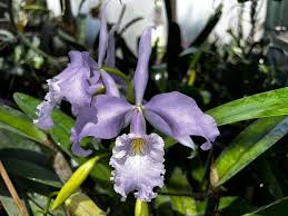 Image result for Rhipidoglossum globulosocalcaratum