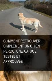 Comment Retrouver Simplement Un Chien Perdu Une Astuce Testee Et Approuvee Chien Astuce Comment Prouve Simple Pets Online Animals Pets