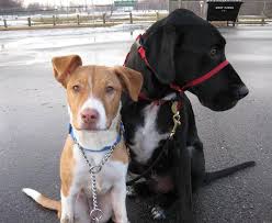 She loves to run and play but is a rescue and gets anxious around other dogs. 17 Insane Pit Bull Mixes You Need To See Right Now