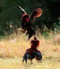 Why don't you let us know. 30 Ide Rooster Ayam Ayam Jantan Ternak Ayam