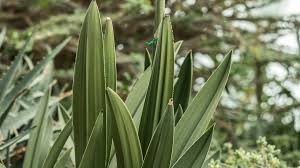 Image result for Eulophia dactylifera