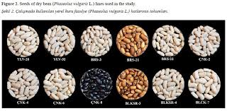 Image result for Phaseolus vulgaris