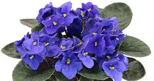 Sold singly (1) for a pair, choose quantity 2. African Violet Care How To Grow African Violet Plants Guide