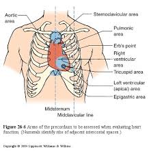 Image result for Point of Maximum Impulse