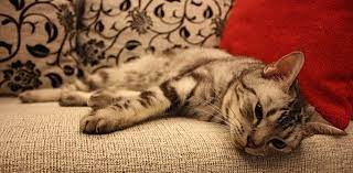 Kastriert ist sie seit sie 6 monate alt ist. Katze Pinkelt Auf Sofa Hier Bekommst Du Schnelle Hilfe