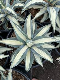 Image result for Alectra picta