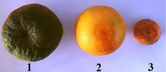 Image result for Citrus reticulata