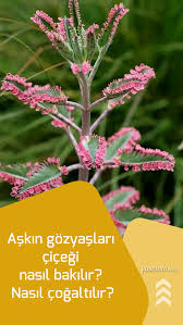 Askin Gozyaslari Cicegi Nasil Bakilir Nasil Cogaltilir Bitki Ask Sulama