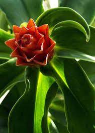 The variety of flowering plants in hawaii is incredible. Hawaiian Flowers Found On Maui All That Flowers In Hawaii