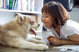 How To Become A Dog Sitter Or Pet Sitter!