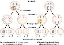 Image Result For Meiosis Nondisjunction Meiosis Mitosis Cell Biology