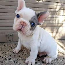 Gri Desenli Minik Kopek 2020 Buldog Kopek Bulldog