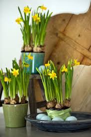 Tete A Tete Daffodils Daffodils Bulb Flowers Fall Plants