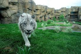 Kumar White Bental Tiger In Zoo Erie Pa Photo By Greg Wohlford Zoo Photos Zoo Erie