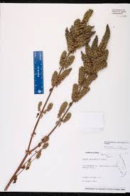 Image result for Mesosphaerum pectinatum