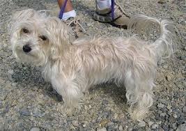 Safe affordable shipping all over us. Bichon Yorkie Dog Breed Information And Pictures