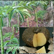 We did not find results for: Umbi Porang Segr 1kg Atau Iles Iles Shopee Indonesia