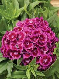 Dianthus Barbatus Barbarini Purple Bi Color Pot Carnation From Sedan Floral