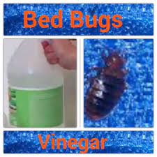In this remedy vinegar and alcohol used as natural. Pin On Clean