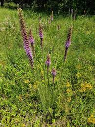 Prairie Blazing Star Thickspike Gayfeather Kansas Gayfeather Liatris Butterfly Plants Almost Eden