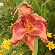 Image result for Hemerocallis `Moses Fire`