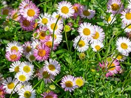 Image result for Erigeron karvinskianus